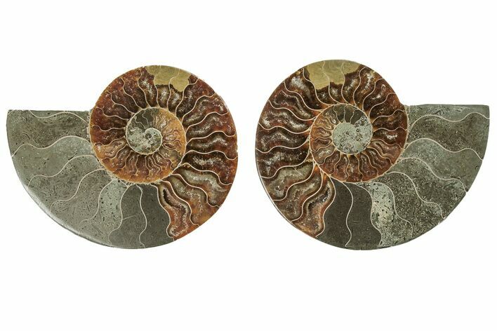 Cut & Polished, Agatized Ammonite Fossil - Madagascar #191612